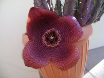 Stapelia hb. berlinensis