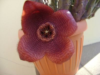 Stapelia hb. berlinensis