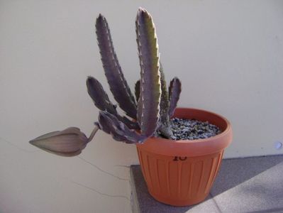 Stapelia gettliffei