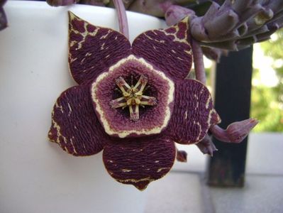 Stapelia variegata