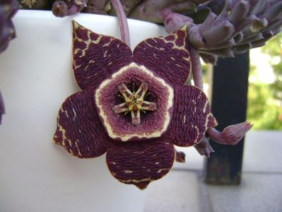 Stapelia variegata