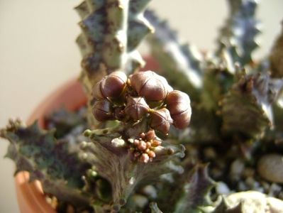 Caralluma europaea