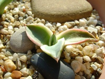 Agave applanata cv. Cream Spike