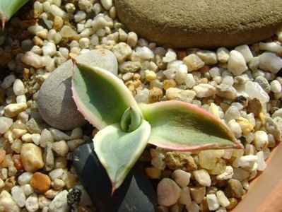 Agave applanata cv. Cream Spike