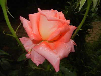Bright Salmon Rose (2017, June 08)