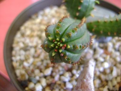 Euphorbia tubiglans