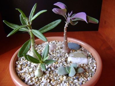 Grup de 4 plante; Pachypodium suculentum 
Pachypodium bispinosum 
Othonna triplinervia
Crassula cv. Morgan’s Beauty
