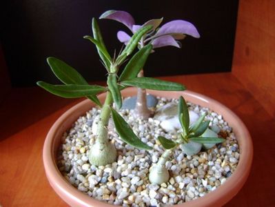 Pachypodium bispinosum