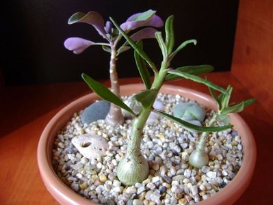 Pachypodium suculentum