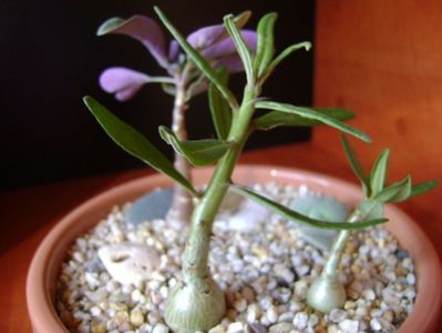 Pachypodium suculentum