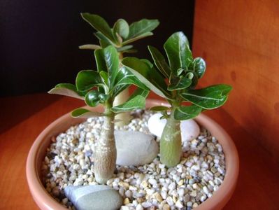 Grup de 3 Adenium; Adenium obesum “YellowSoon”
Adenium obesum “Star Of Black Night”
Adenium Arabicum “Desert Night Fork”
