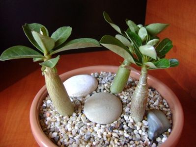 Grup de 3 Adenium; Adenium obesum “YellowSoon”
Adenium obesum “Star Of Black Night”
Adenium Arabicum “Desert Night Fork”
