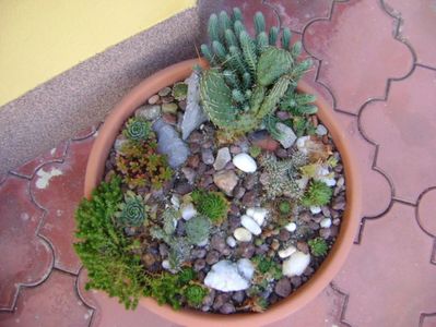 Minirocarie; Opuntia phaeacantha (hardy)
Opuntia fragilis (2 variante hardy)
