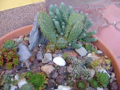 Minirocarie; Opuntia phaeacantha (hardy)
Opuntia fragilis (2 variante hardy)
