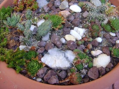 Minirocarie; Opuntia phaeacantha (hardy)
Opuntia fragilis (2 variante hardy)
