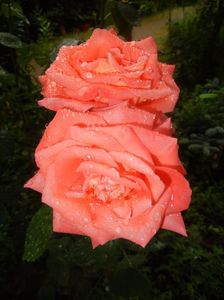 Bright Salmon Rose (2017, June 18)
