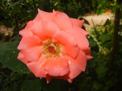 Bright Salmon Rose (2017, Aug.09)