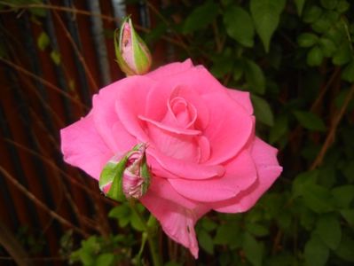 Rose Pink Peace (2017, June 15)