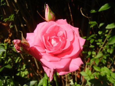 Rose Pink Peace (2017, June 16)