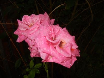 Rose Pink Peace (2017, June 24)