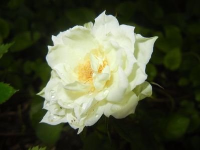 White Miniature Rose (2017, June 08)