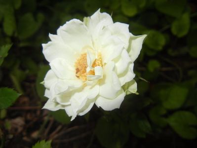 White Miniature Rose (2017, June 10)