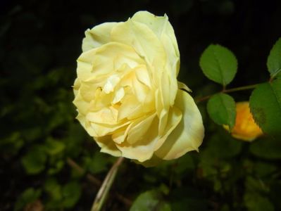 Yellow Miniature Rose (2017, June 28)