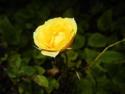 Yellow Miniature Rose (2017, June 28)