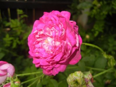 Rosa damascena (2017, June 02)