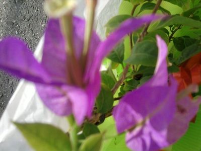 2-floare buga lila