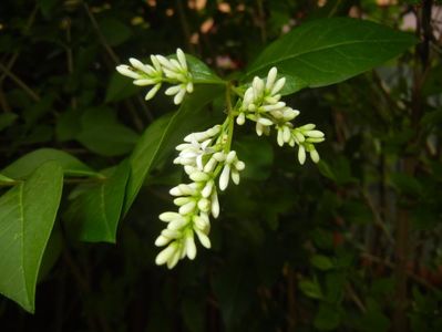 Ligustrum vulgare (2017, June 10)