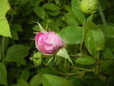 Rose Bud (2017, May 14)