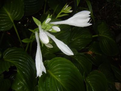 Hosta_Plantain Lily (2017, August 09)
