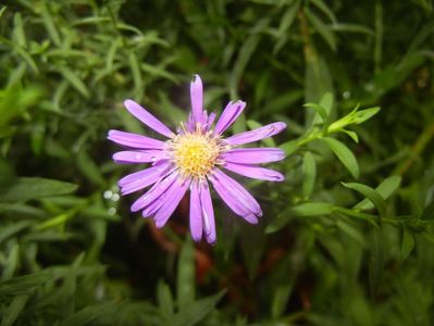 Blue Aster (2017, August 29)