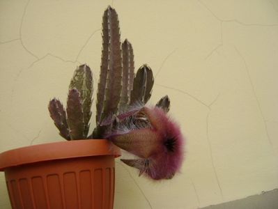 Stapelia gettliffei