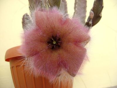 Stapelia gettliffei