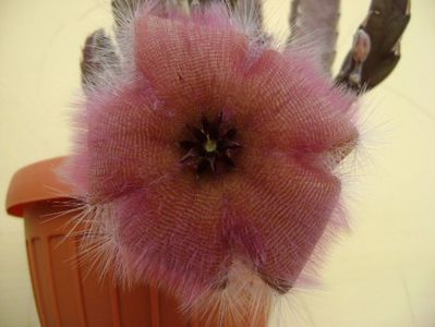 Stapelia gettliffei