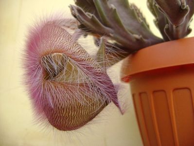 Stapelia gettliffei