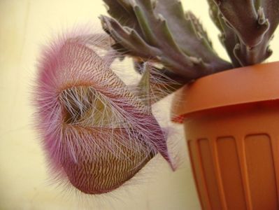 Stapelia gettliffei