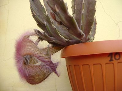 Stapelia gettliffei