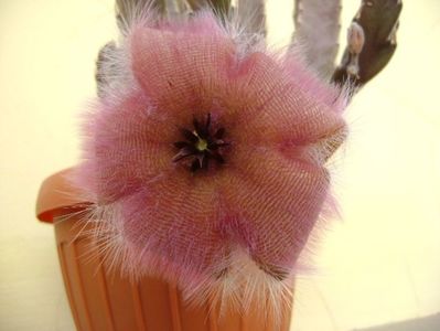 Stapelia gettliffei