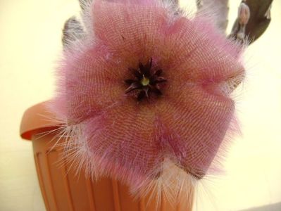 Stapelia gettliffei