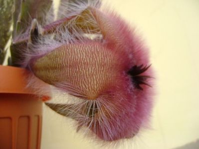 Stapelia gettliffei