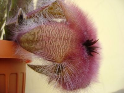 Stapelia gettliffei