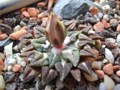 Ariocarpus kotschoubeyanus v. macdowellii