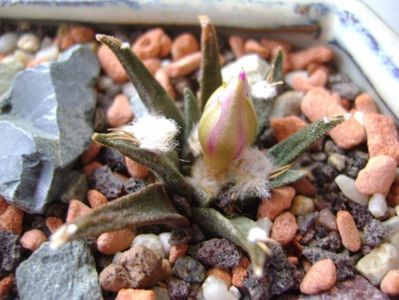 Ariocarpus kotschoubeyanus v. macdowellii