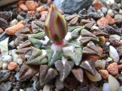 Ariocarpus kotschoubeyanus v. macdowellii
