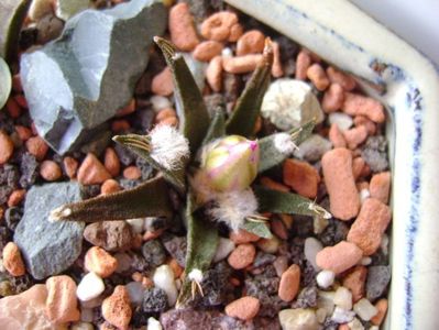 Ariocarpus agavoides
