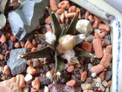 Ariocarpus agavoides