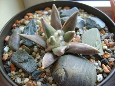 Ariocarpus retusus